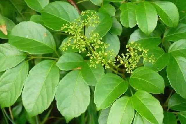 Cây chè dây chữa bệnh gì?